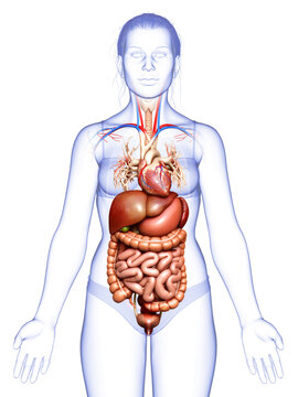 3d rendered medically accurate illustration of Female Digestive System and heart