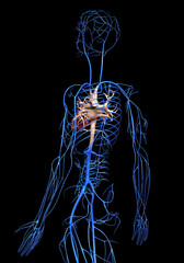 3d rendered medically accurate illustration of the Veins