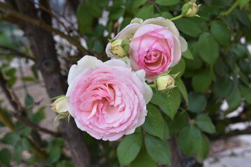 pink roses in garden
