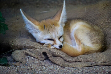 A dwarf fox sleeps in a zoo. Fenech in the zoo. Sweet dream dwarf fox fenech. In the animal world