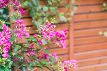 Fototapeta na wymiar crepe myrtle flowers in garden