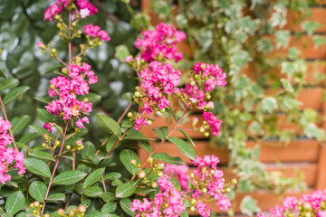 crepe myrtle flowers in garden