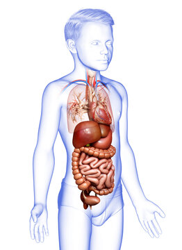 3d rendered medically accurate illustration of boy Digestive System