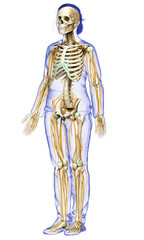 3d rendered medically accurate illustration ofa female nervous system and skeleton system