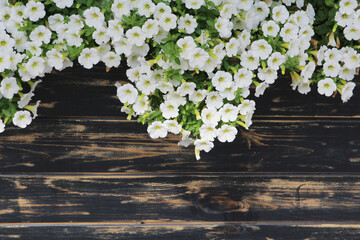 White flowers on the background of wooden boards.
