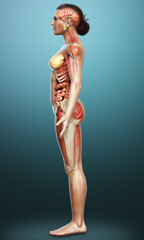 3d rendered medically accurate of the female anatomy