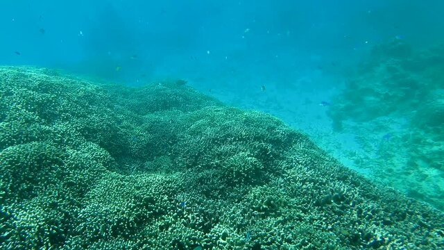 Snorkeling with Blue Devil Damselfish Swimming over Yellow Hard Coral Garden of Miyakojima Okinawa, Japan