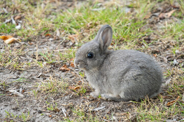 close up portrait of one cute grey bunny with big eyes sitting on the grassy field 