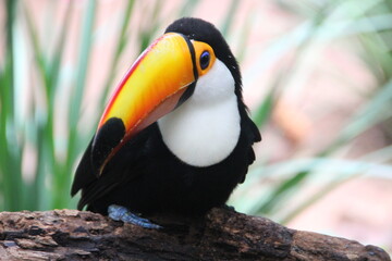 Obraz na płótnie Canvas Toucan, Bird Park, Iguassu, Brazil.