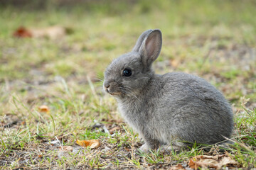 close up portrait of one cute grey bunny with big eyes sitting on the grassy field 
