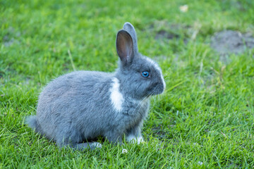 side portrait of a cute grey bunny with white fur on its forehead and shoulder sitting on green grass field