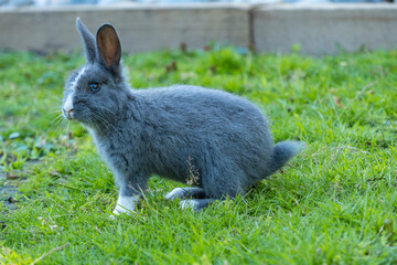 side portrait of a cute grey bunny with white fur on its forehead and shoulder sitting on green grass field