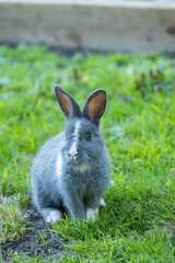 side portrait of a cute grey bunny with white fur on its forehead and shoulder sitting on the green grass field