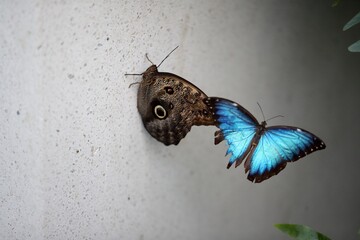 Two blue butterflies 