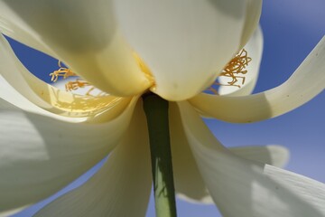 Lotus up close