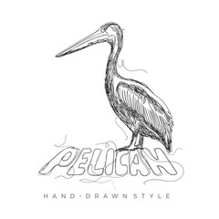 pelican vector in a hand-drawn style, illustration in black and white animal