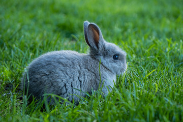 close up portrait of a cute grey bunny sitting on green grass field