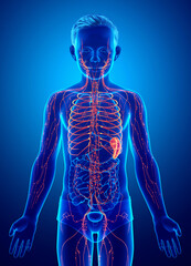 3d rendered, medically accurate illustration of a boy lymphatic system