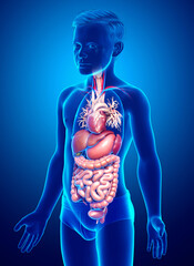 3d rendered medically accurate illustration of Boy Digestive System  and heart