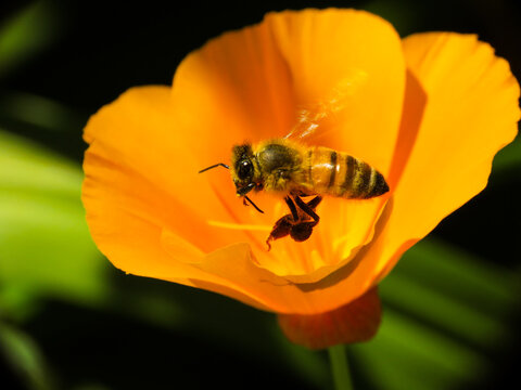 Bee taking off from Golden Poppy