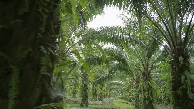 Scenery landscape of oil palm plantation in the morning. Palm oil is an edible vegetable oil derived from the fruit of the oil palms. Walking along oil palm plantation.
