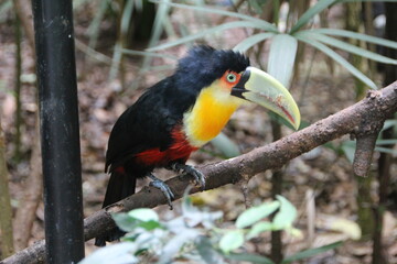 Toucan, Bird Park, Iguassu, Brazil.