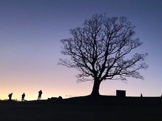 sunset and tree  in the park ,japan,kanagawa 