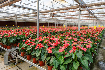 flowers in green house