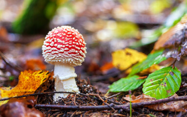 Fly agaric mushroom in a german forest