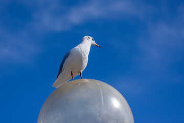 Beautiful bird Chroicocephalus ridibundus sitting on urban street lighting lamp, winter coated plumage black-headed Gull