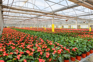 flowers in green house