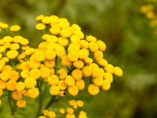 Tansy medicinal plant
