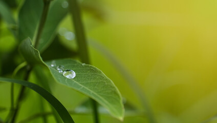 water drops on a green leaf in the nature