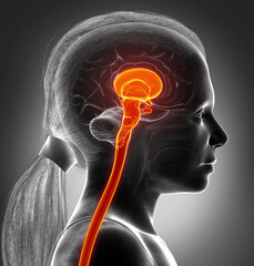 3d rendering medical illustration of brainstem