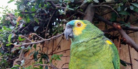 blue and yellow macaw