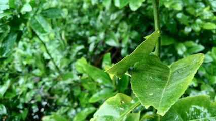 green leaves with water drops, natural wallpaper for advertisement or printing diary cover or page