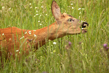 Roe deer in the grass