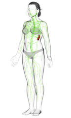 3d rendered medically accurate illustration of a female lymphatic system