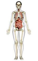 3d rendered medically accurate illustration of female  Internal organs and skeleton system