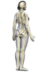 3d rendered, medically accurate illustration of a female skeleton system