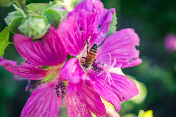 bee on a flower