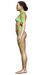 3d rendered medically accurate illustration of a female lymphatic system