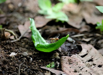 Melon fly flying in garden