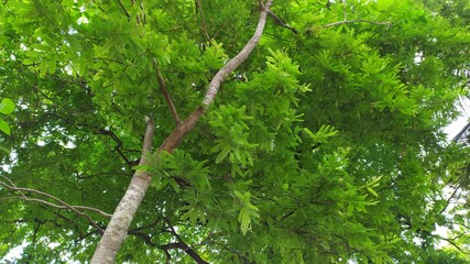 green natural background, a view of The tamarind tree