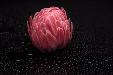A torch ginger flower over dark background,with water splash,reflective surface