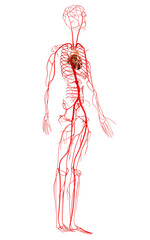 Obraz na płótnie Canvas 3d rendered medically accurate illustration of arteries