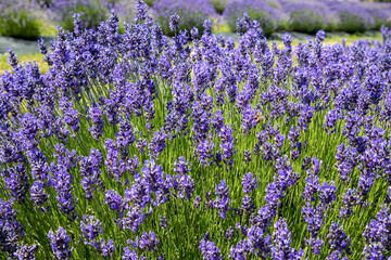 Obraz premium field of lavender