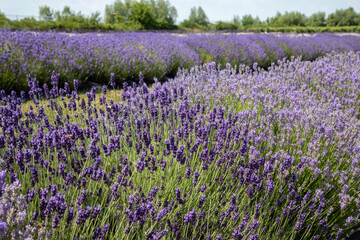 Obraz premium field of lavender