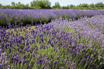 field of lavender