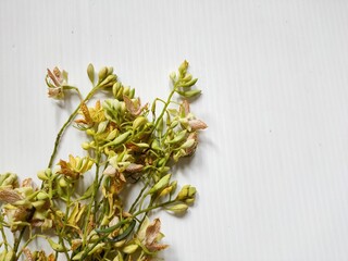 Tamarind blossoms on the ground